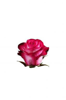 Роза чайно-гибридная Ривьера
