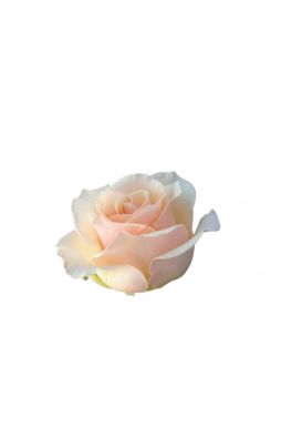 Роза чайно-гибридная Клер Океан